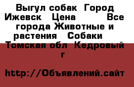 Выгул собак. Город Ижевск › Цена ­ 150 - Все города Животные и растения » Собаки   . Томская обл.,Кедровый г.